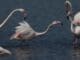 Flamants roses