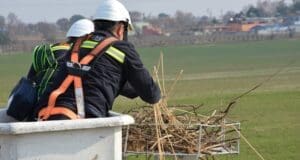 Leylekleri elektrik çarpmasından koruyan ekolojik yuva