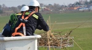Leylekleri elektrik çarpmasından koruyan ekolojik yuva