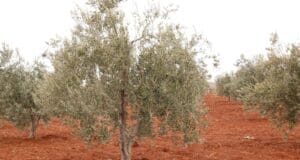 TEMA: “Zeytinliklerin yok edilmesine izin veriliyor”