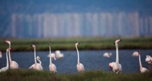 Kuş cennetine otoban projesine iptal davası