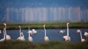 Kuş cennetine otoban projesine iptal davası
