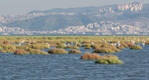 Orman Bakanlığı’na flamingo uyarısı!