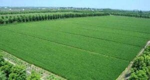 Çin bütçede ekolojik tarıma 90 milyon dolar ayırdı