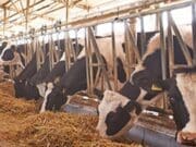 Bu inekler hem süt hem elektrik üretiyor