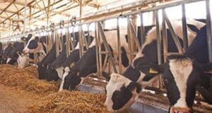 Bu inekler hem süt hem elektrik üretiyor