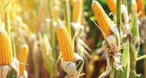 Mısır ekip elektrik biçiyor