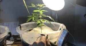 Bitkiler büyürken elektrik üretebilecek