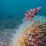 Açık Bir Pinna Nobilis Kabuğu Üzerinde Yürüyen Keşiş Yengeci