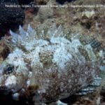 Akdeniz’in İstilacı Türlerinden Sokar Balığı