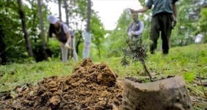 Türkiye orman yangınları 2024 orman yangınlarının çevresel etkileri orman yangınlarını önleme yöntemleri