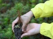 Sıfır Karbon Ayak İzi Ormanları