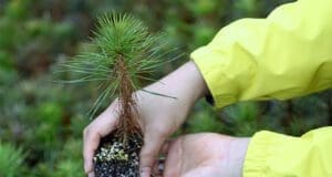 Sıfır Karbon Ayak İzi Ormanları