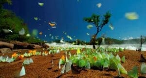 İnsanlık için kırmızı alarm seviyesi çoktan aşıldı Yaşayan Gezegen Raporu