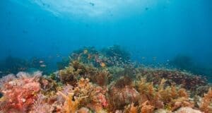 Dünya Biyolojik Çeşitlilik Günü: Mercanlar yok olma tehlikesi altında Dünya Biyolojik Çeşitlilik Günü