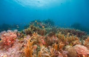 Dünya Biyolojik Çeşitlilik Günü