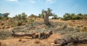 Seferihisar’da jeotermal projesine karşı açılan iptal davası sürüyor Seferihisar Orhanlı köyü jeotermal projesi