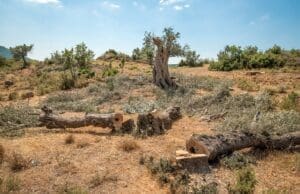 Seferihisar Orhanlı köyü jeotermal projesi