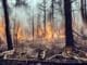 iklim krizi orman yangınları Çanakkale