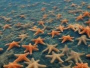 Atlantik Denizyıldızı İstilası UNDP Türkiye Denizel Biyoçeşitlilik Koruma