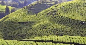 Doğuş Çay TEMA Vakfı iş birliği