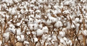İyi Pamuk İnisiyatifi Şanlıurfa Pamuk Tarımı Sürdürülebilir Pamuk Üretimi