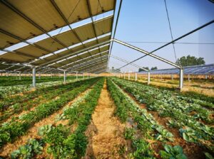 Avrupa’da tarım ve güneş enerjisi birleşiyor Tarımsal Güneş Panelleri Agrivoltaik Potansiyeli Avrupa'nın 2030 Hedefleri