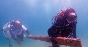 İş Bankası deniz temizliği Büyükada sürdürülebilirlik adımları Denizlerin Geleceği: Deniz Çayırları projesi