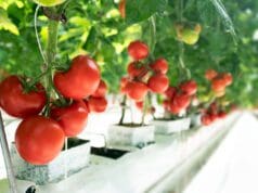 Jeotermal enerjiyle topraksız tarım Pestisitsiz domates üretimi Sağlıklı ve sürdürülebilir tarım
