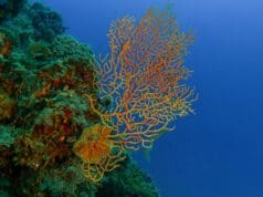 Denize +1 Nefes Projesi Marmara Denizi Mercan Resifleri Mercanların Senfonisi