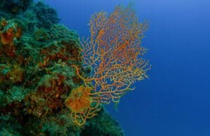 Denize +1 Nefes Projesi Marmara Denizi Mercan Resifleri Mercanların Senfonisi