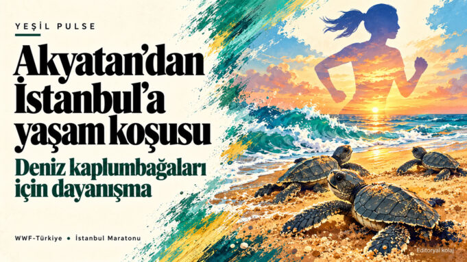 Akyatan’daki yeşil deniz kaplumbağası yavrularını ve WWF-Türkiye’nin İstanbul Maratonu kampanyasındaki koşucu figürünü birleştiren editoryal görsel. Akyatan’daki yeşil deniz kaplumbağası yavrularını ve WWF-Türkiye’nin İstanbul Maratonu kampanyasındaki koşucu figürünü birleştiren editoryal görsel.