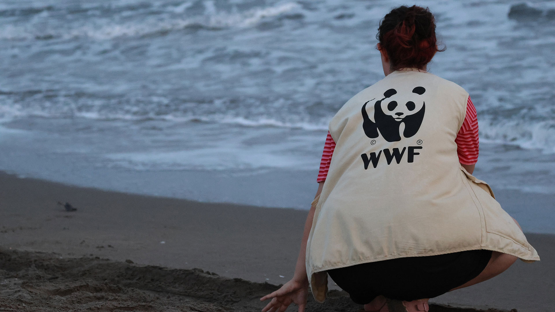 WWF-Türkiye gönüllüsü Akyatan kumsalında denize yürüyen yeşil deniz kaplumbağası yavrusunu izliyor