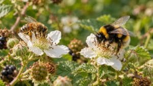 Beyaz böğürtlen çiçeklerinde beslenen bir bal arısı ve bir bombus arısını gösteren temsili görsel.