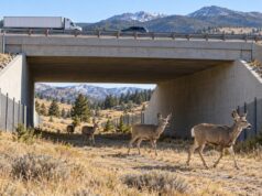 Colorado’da yaban hayatı geçitleriyle çarpışmalar yüzde 85 azaldı Yaban hayvanlarını otoyolun altındaki geniş ve doğal zeminli güvenli geçide yönlendiren çitleri gösteren temsili görsel