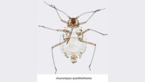 Anuromyzus acantholimonis örneğinin gövdesini, bacaklarını ve antenlerini gösteren yakın çekim.