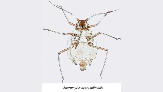 Kaz Dağları’nda tanımlanan Anuromyzus acantholimonis Anuromyzus acantholimonis örneğinin gövdesini, bacaklarını ve antenlerini gösteren yakın çekim.