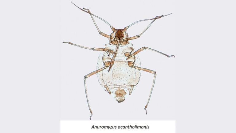 Kaz Dağları’nda yeni bir yaprak biti türü tanımlandı Anuromyzus acantholimonis örneğinin gövdesini, bacaklarını ve antenlerini gösteren yakın çekim.